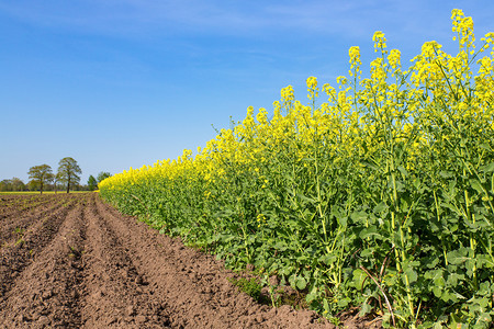 耕作荷兰风景有犁田和黄开花的种子植物田照片环境图片