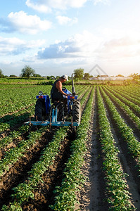 蔬菜场地农工人在产业种植场和农综合企用机械上耕种田地作和松开土地物养护耕地保土豆背景图片