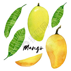 推动绿色崛起自然黄色的芒果套装已绘制芒果实水彩插图黄色芒果与叶子和切片隔离在白色背景芒果水彩插图黄色芒果与叶子和切片隔离在白色背景维他命插画