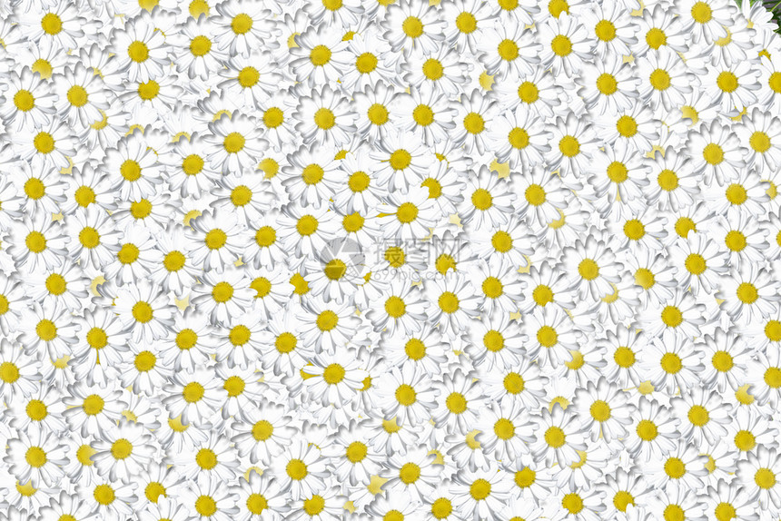 可爱的花朵雏菊背景组洋甘头可爱的白色设计自然可爱的花朵雏菊背景组洋甘菊花头可爱的白色设计有模糊的墙纸图片