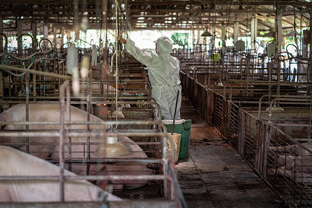 人与猪行业很多的亚洲兽医在猪养场动物和养殖业工作并关灯农村背景