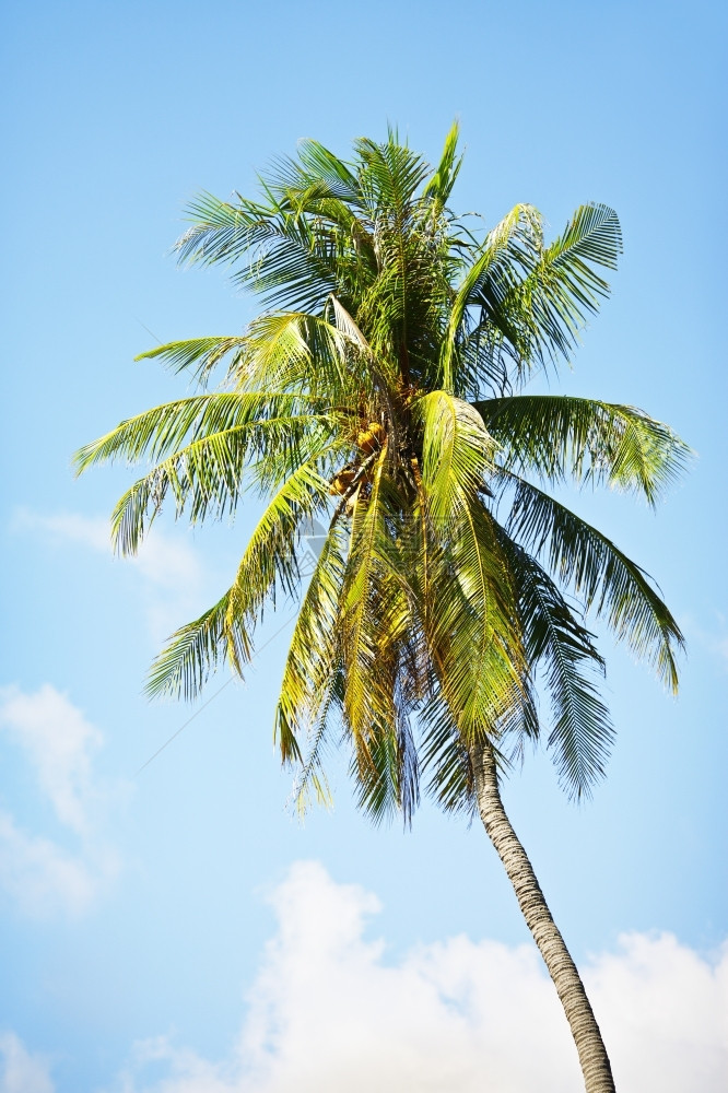 泰国棕椰子和蓝天空背景水果清除观图片