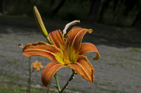 橙百合总状花序植物学高清图片