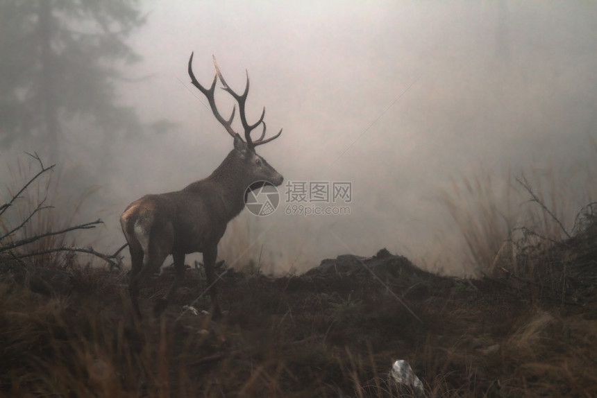 在喀尔巴阡山脉的荒野雪佛斯埃拉普胡动物非常害羞和难拍照黎明栖息地森林图片