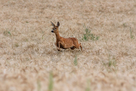 在小麦田中运行的红鹿场地农业打猎图片