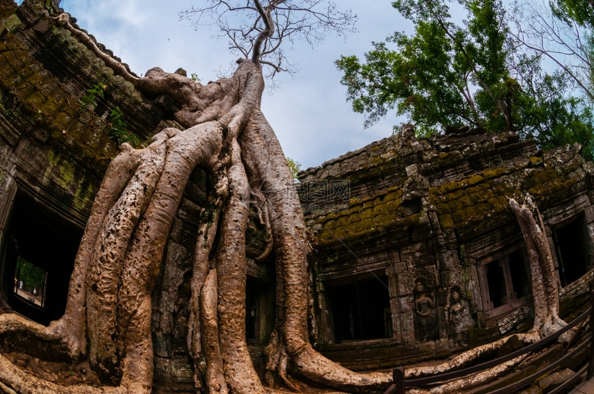 建造笏树根坐在石殿塔普罗姆树上根在石庙塔普罗姆吴哥河上墙图片