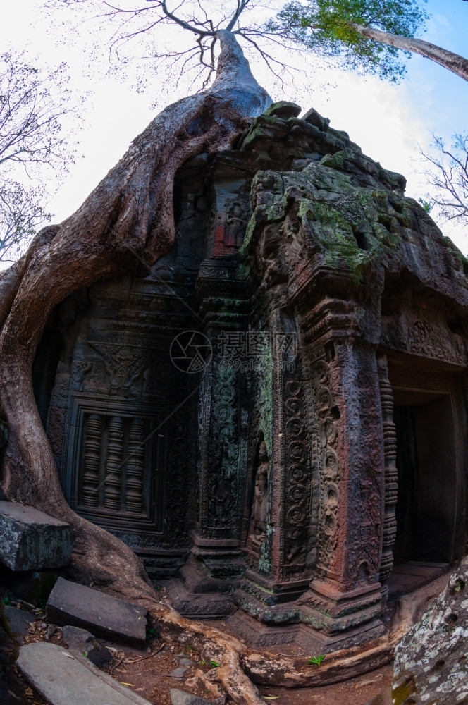 古老的树根坐在石殿塔普罗姆树上根在石庙塔普罗姆吴哥河上丛林墓图片