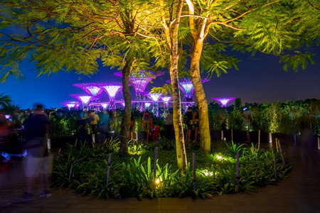 新加坡之夜超级鲜花游客观看灯光音乐表演游客观看灯光音乐表演旅行人们一种背景图片