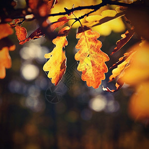 秋天公园里的叶子图片