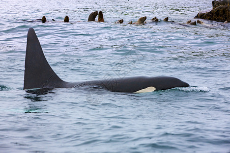 Orca攻击堪察卡半岛的海狮杀手鲸鱼违反背景图片