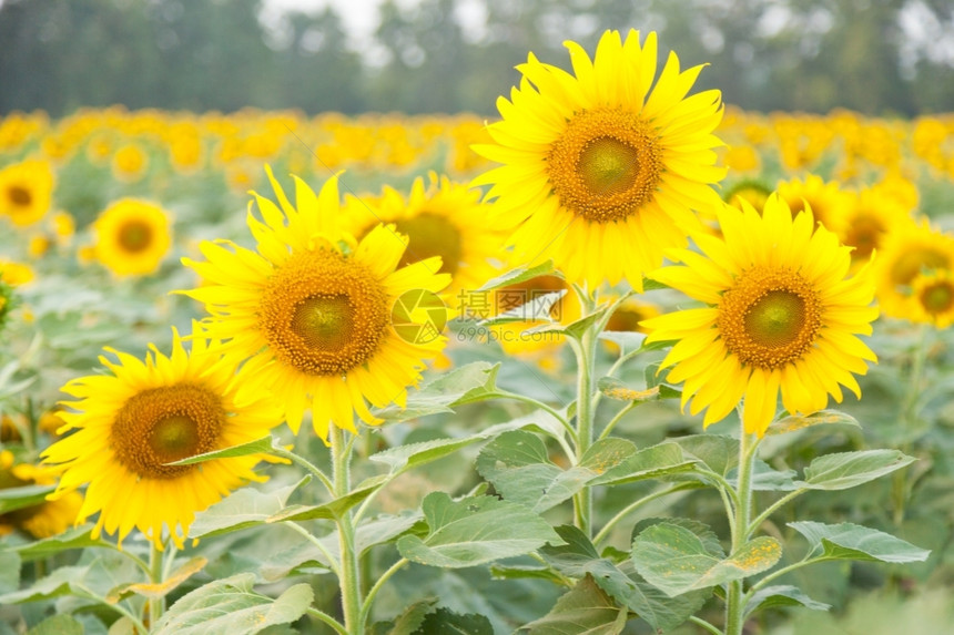 开花丰富多彩的天向日葵花在田的花在农业领域全盛开图片