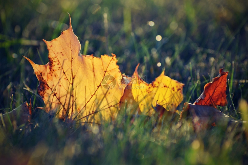 草地上散落的秋叶图片