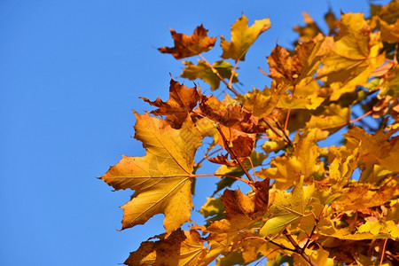 秋季公园泛黄的树叶图片