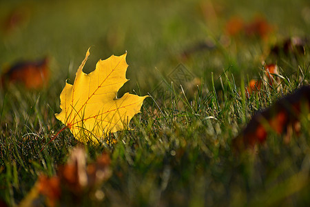 草地上散落的秋叶图片