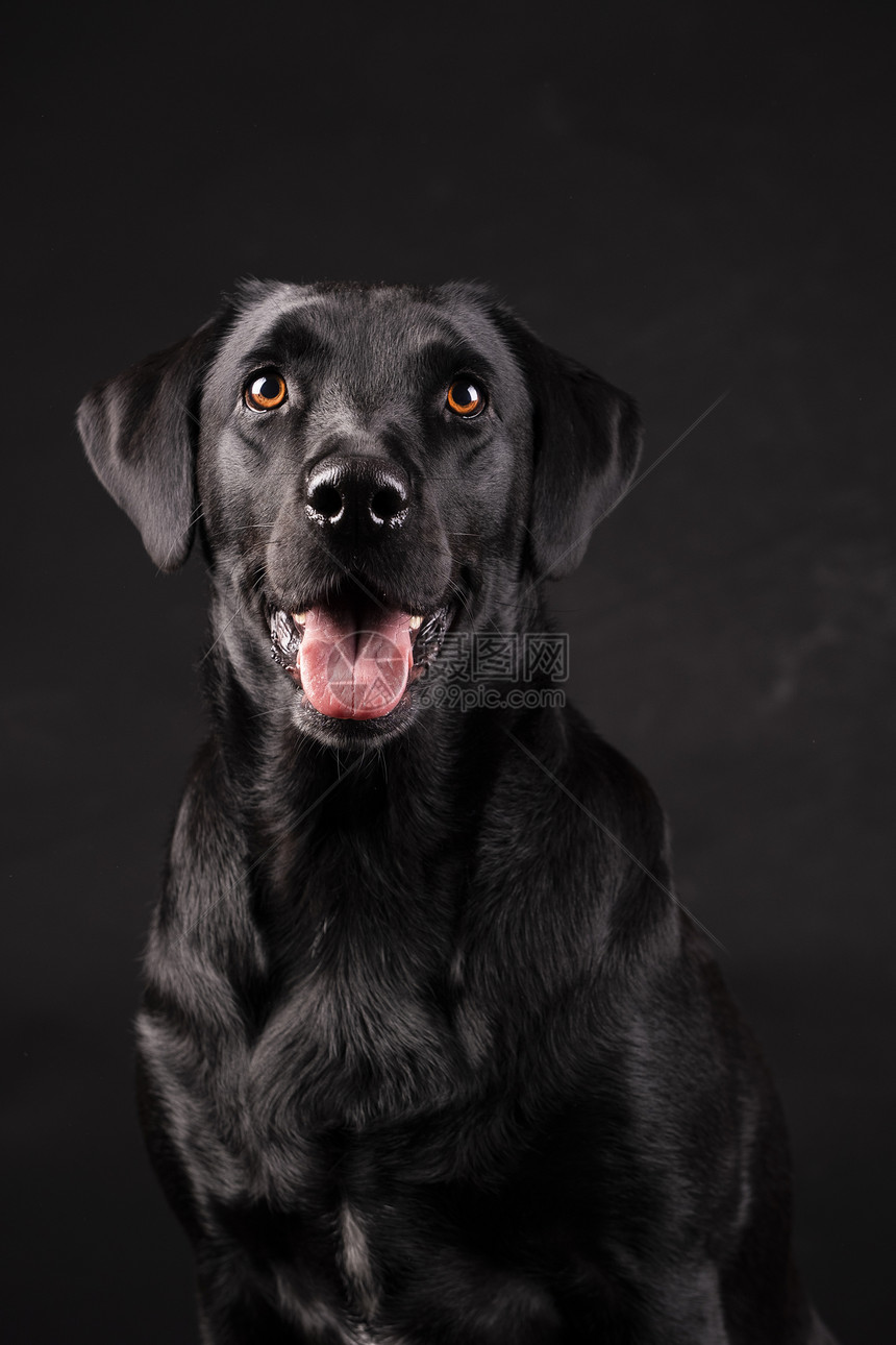 动物猎犬黑拉布多狗橙眼舌头露出黑色背景有趣的图片