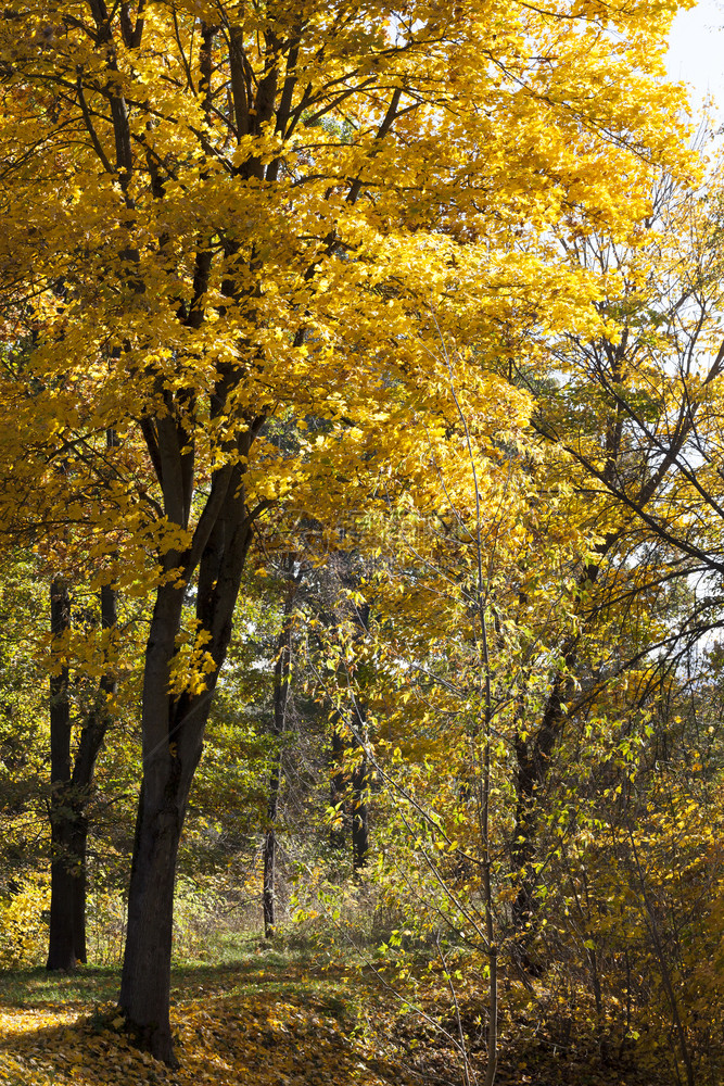 户外树林里的秋叶图片