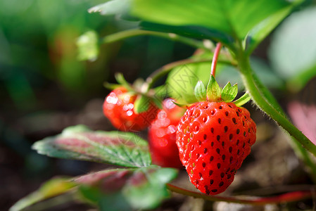 在花园里生长的新鲜成熟有机草莓在阳光明媚的一天紧闭中种分支明亮的图片