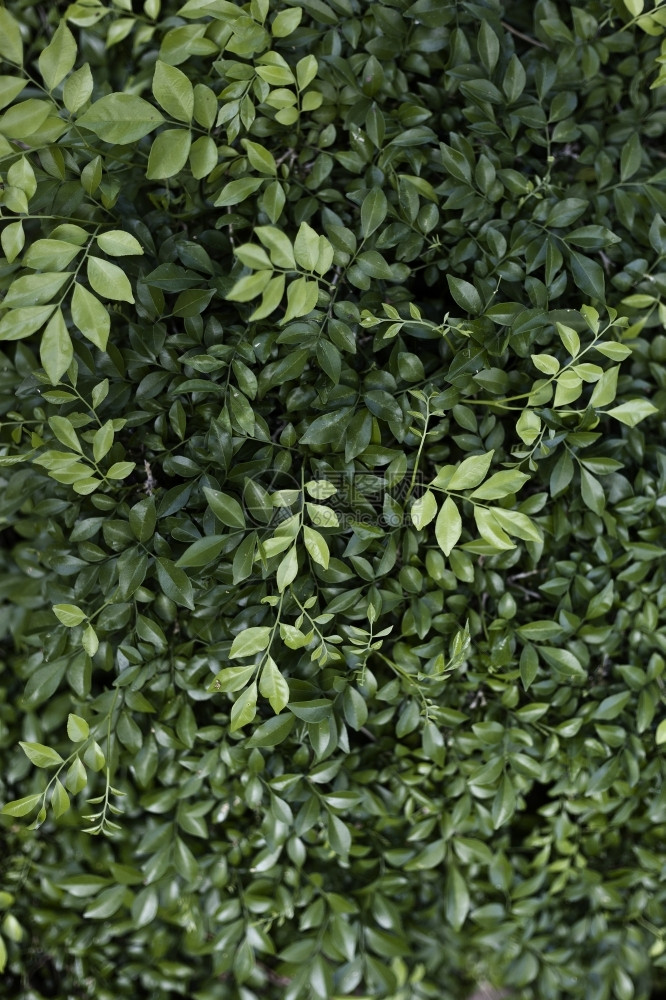 美丽的绿色树叶为你的设计颜色花园夏天图片