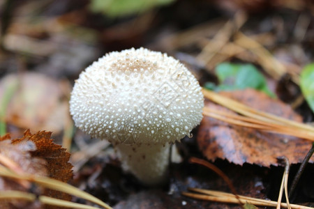 牛肝菌季节细林中莱科佩登白蘑菇图片