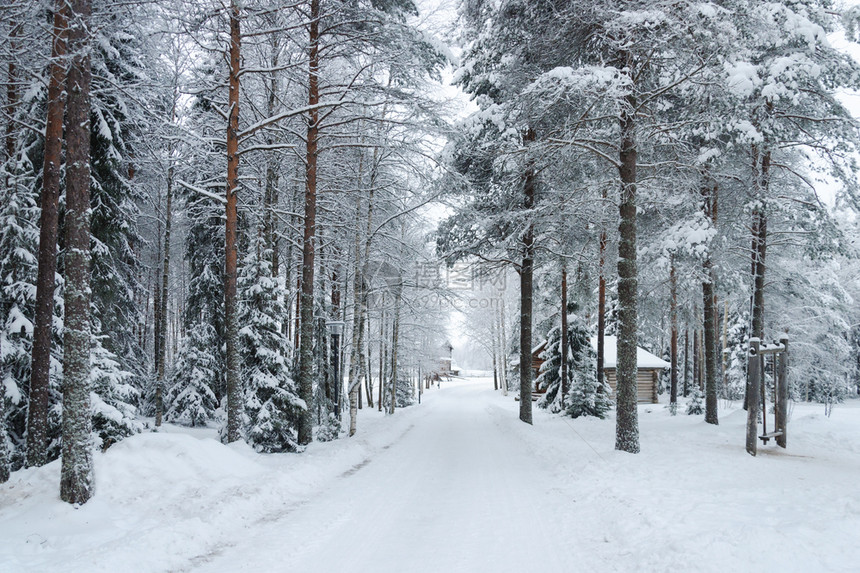 户外俄罗斯阿尔汉格克附近露天博物馆MalyeKorely小巷沿线的雪松树寒冷冬日分支季节图片