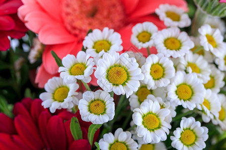 红色雏菊白色背景的漂亮花束隔离在白色背景上时髦的自然夏天背景