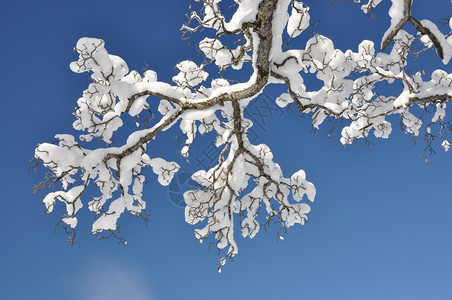生动覆盖树枝上的雪冰冷图片