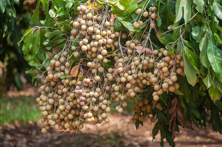 营养果实丰硕的长者们挂在树上新鲜亚洲图片
