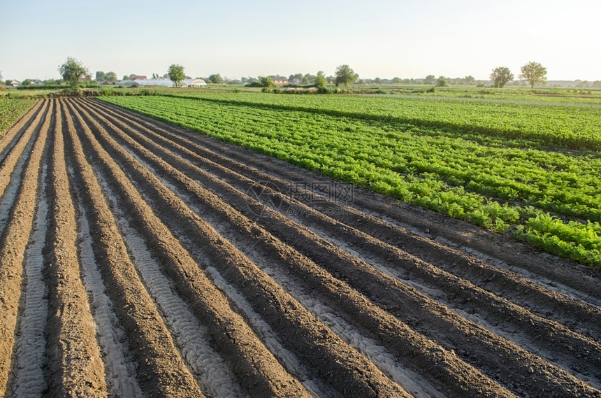 绿色行业土豆农田种植马铃薯和胡萝卜景观有山脊的空播种区农业工和综合经营美丽的乡村农田种植护理和收获图片
