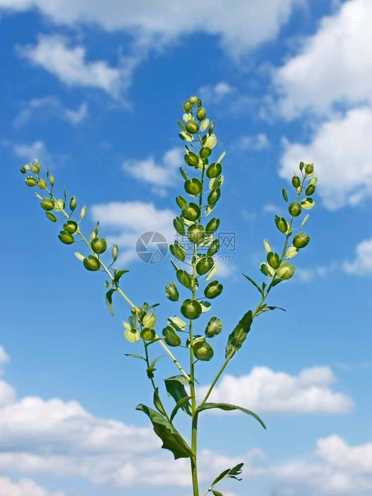 晴天多云空背景下的田野Pennycress植物学名Thlaspiarvense芥菜科十字花户外夏天图片