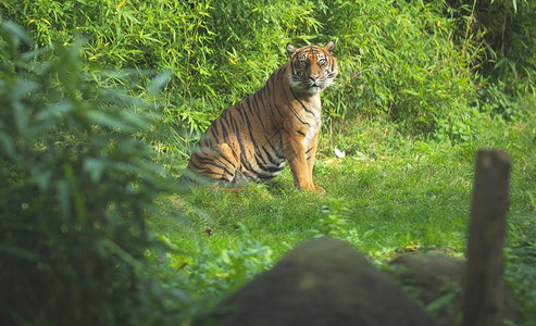 荒野豹非洲人绿色的老虎直视着在河内地带的摄像头绿色老虎直观着摄影机图片