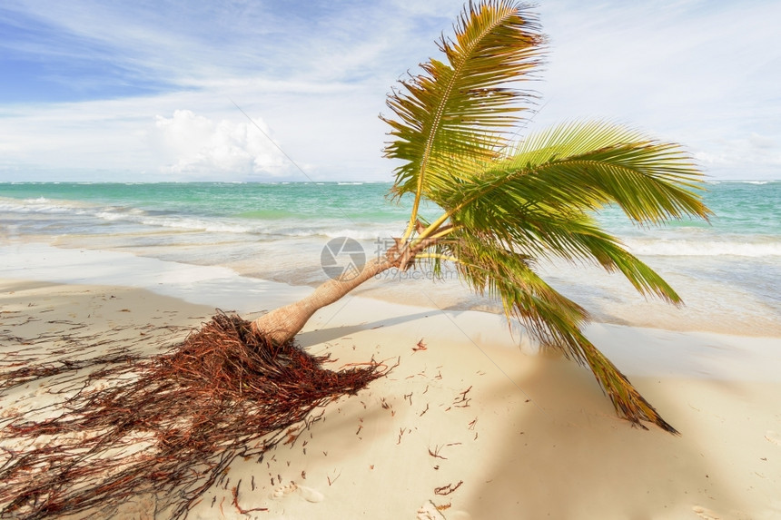 奥尔洛夫景观加勒比海滩与棕榈树的景象加勒比海滩的景象美丽图片