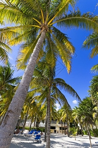 太平洋阳光加勒比海滩与棕榈树的景象加勒比海滩的景象天堂图片