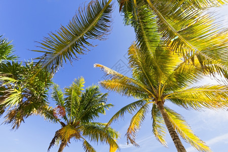 加勒比海滩与棕榈树的景象加勒比海滩的景象田园诗般孤独美丽图片
