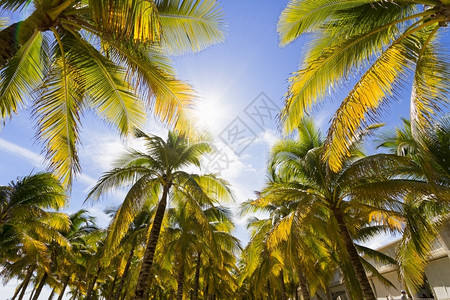 加勒比海滩与棕榈树的景象加勒比海滩的景象岛风太阳图片