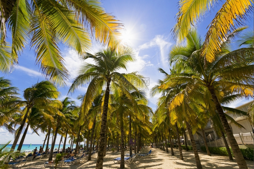 天空加勒比海滩与棕榈树的景象加勒比海滩的景象宁静风图片