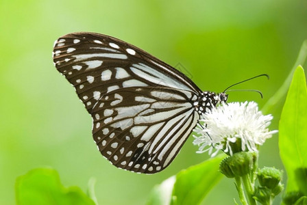 鳞翅目环境丰富多彩的白花食用VpCDanaidae达纳伊人图片