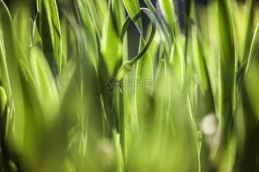 纯度明亮的植物群绿草软焦点美丽的春花背景大自然布基赫BOOKH图片