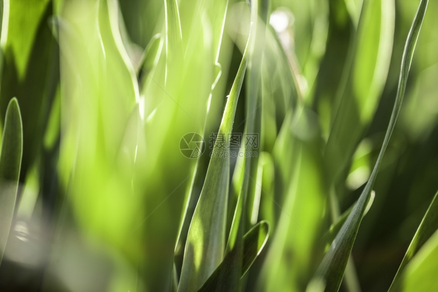 绿草柔软的焦点美丽春花背景大自然布基墙纸阳光天图片