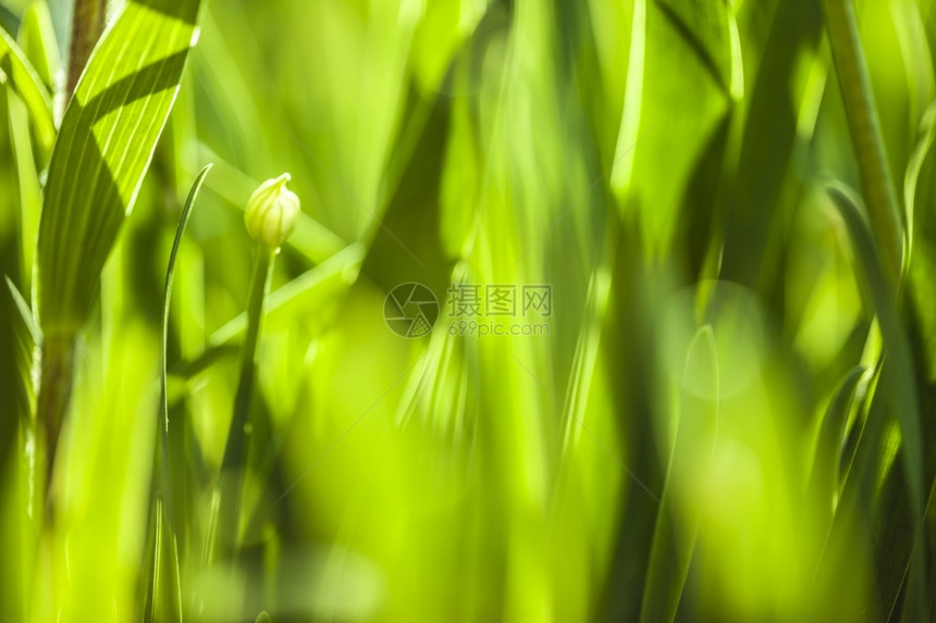 植物群纯度太阳绿草软焦点美丽的春花背景大自然布基赫BOOKH图片
