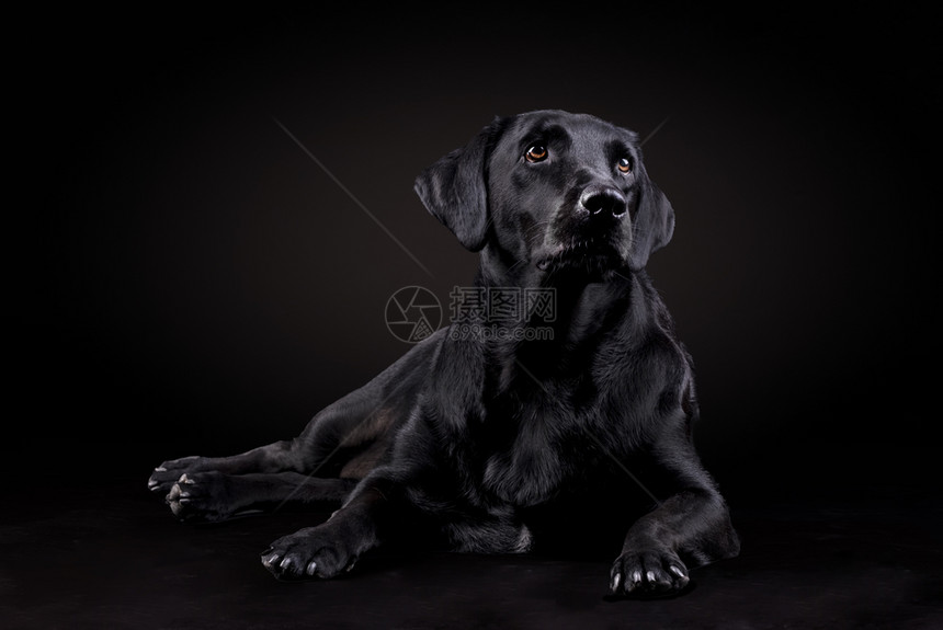 伴侣可爱的黑拉布多狗坐在地上仰望着黑色背景的向前一种图片
