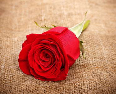 情人节自然明亮的旧帆布上单红玫瑰图片
