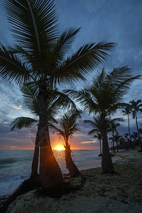 树假期热的带加勒比海滩的日出图片