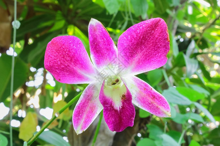 植物叶子优雅的粉红色兰花图片