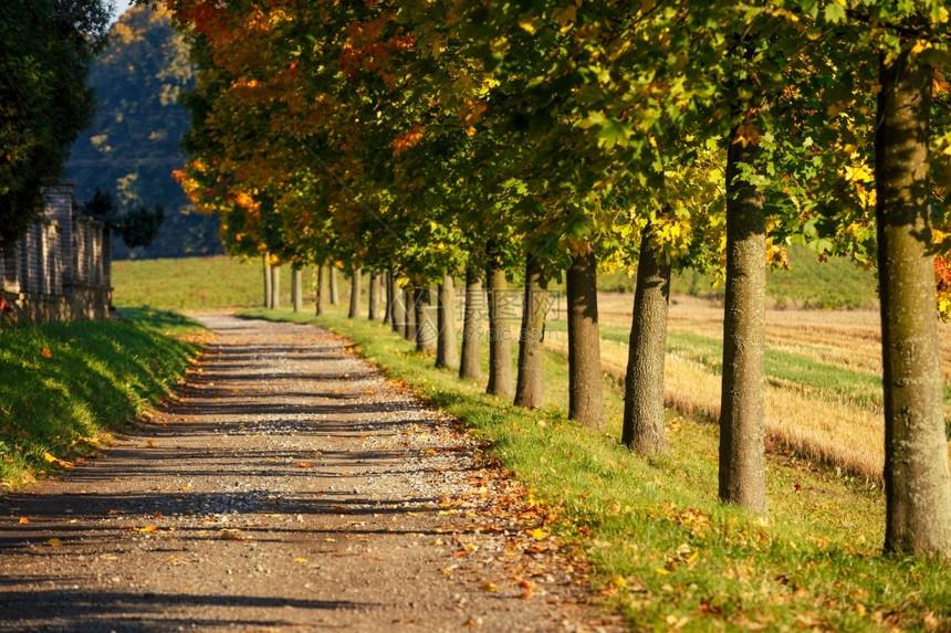 景观与秋季树直线的路径十一月枫树图片