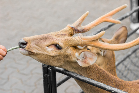 快活的泰国夏日鹿头发有斑点图片