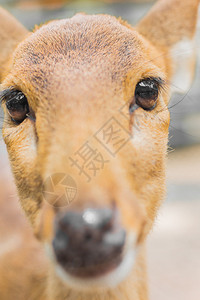 泰国夏日的鹿头发黑色夏天图片