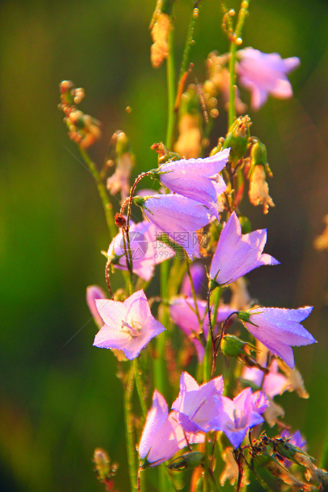 精美的草地装饰黎明时风铃草在朝阳光线下美丽紫色花朵在阳光下早晨的太阳黎明时野花太阳光线落在风铃草的花上在阳光明媚的线下美丽淡紫色图片