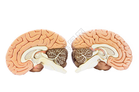 大脑模型皮质调节两个人造类半球的交叉部分大脑用于教育的二分之孤立在白色背景上健康背景