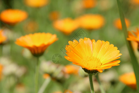 美丽的黄花朵和橙色草药甘蓝的鲜花朵在园的床上开在瓣芳香疗法季节图片