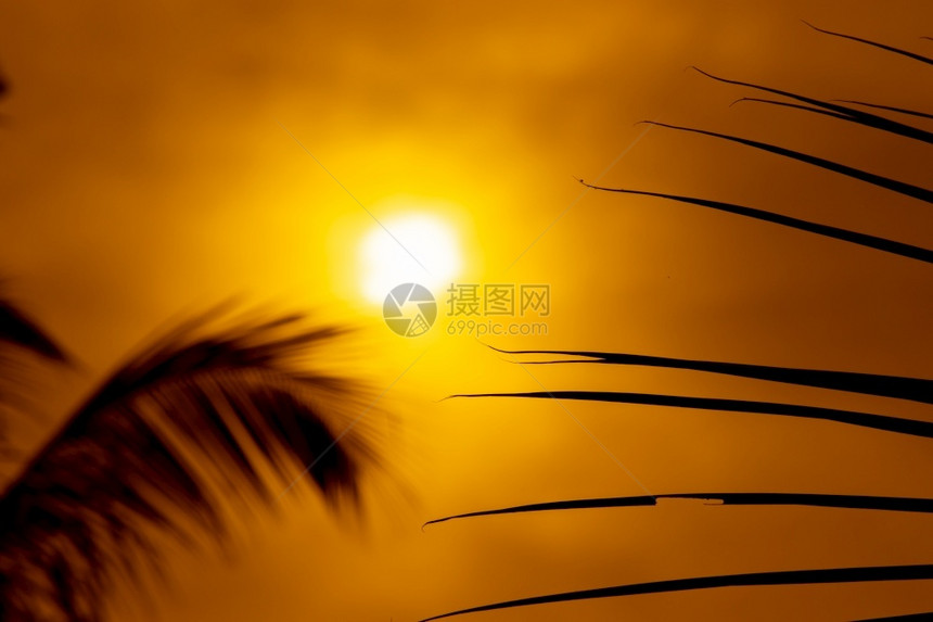 戏剧明亮的金色彩多日落夜空中穿过椰子叶图案图片